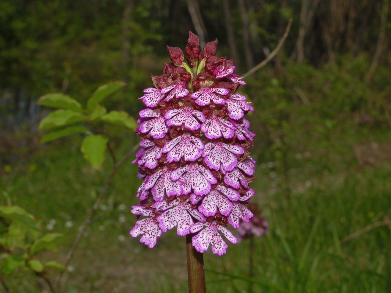 Orchis purpurea e O. morio